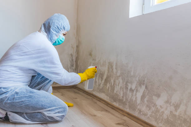 Mold inspector in Cocolamus performing thermal imaging